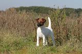 FOX TERRIER POIL LISSE 114